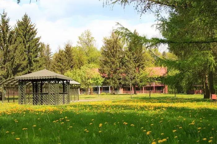 Letni obóz activity - Sarnówek 2019. plik: mlecze.webp